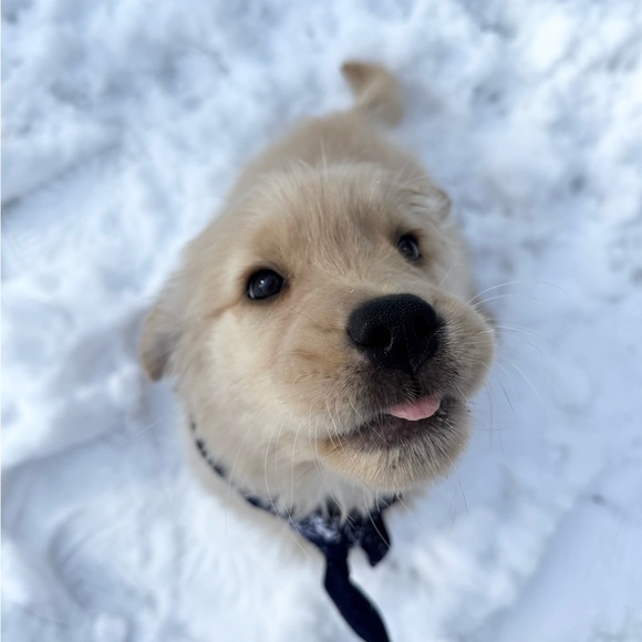 Your purchase helps me donate to Sparks service dogs. Look at these sweeties! - Picture 3 of 4